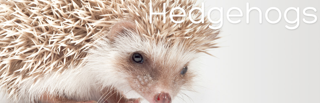 Hedgehog