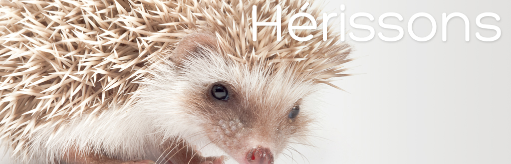 Hedgehog